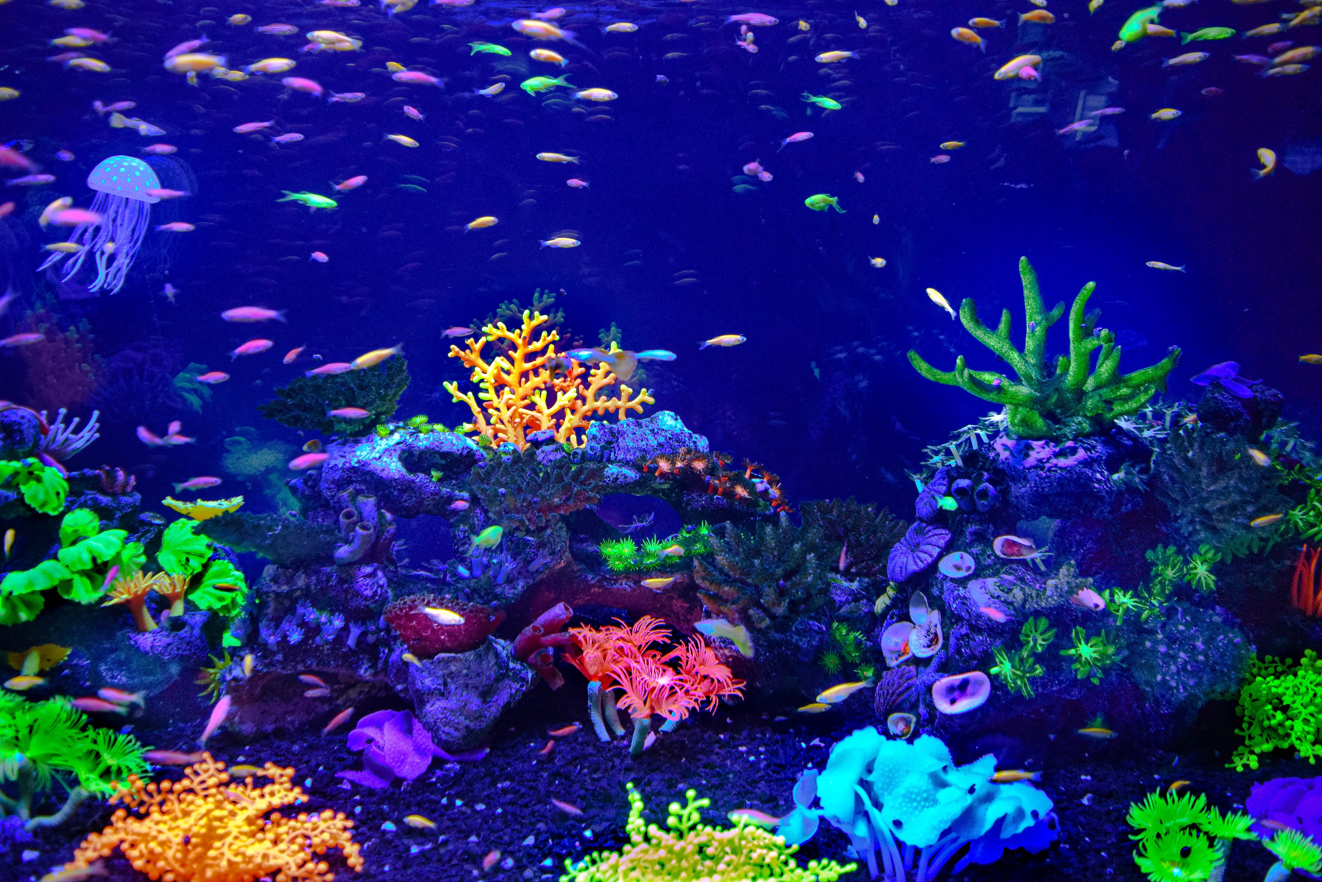 Comment créer un décor d’aquarium végétal ?