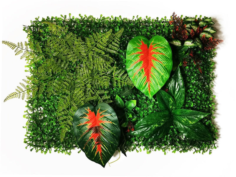 Mur végétal caladium rouge et buis