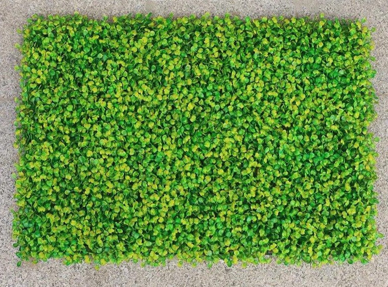 Mur végétal de buis jaune et vert