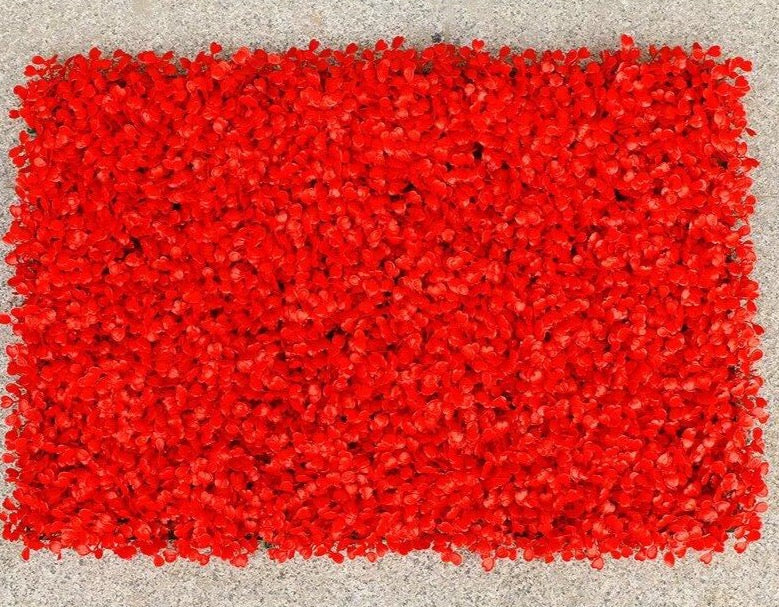 Mur végétal de buis rouge 